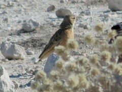Chersomanes albofasciata erikssoni