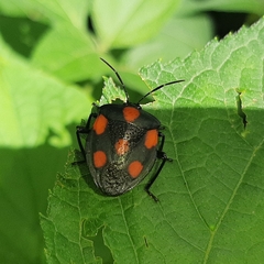 Brachystethus rubromaculatus