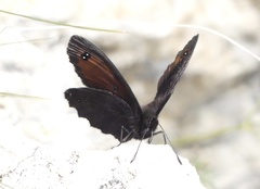 Erebia styx