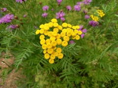 Tanacetum vulgare