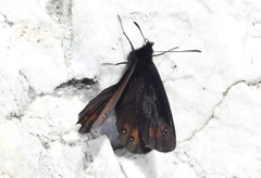 Erebia styx