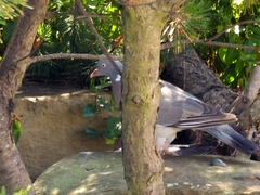 Columba palumbus