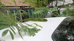 Fabaceae