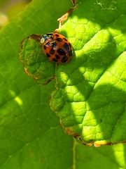 Harmonia axyridis