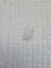 Pygarctia roseicapitis