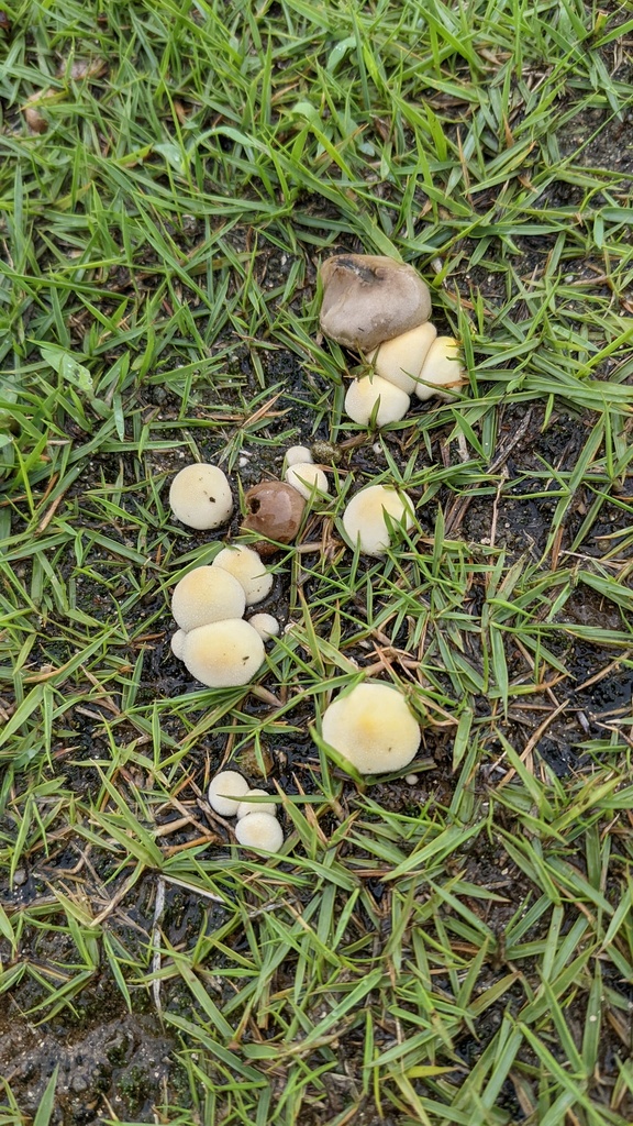 Lycoperdon dermoxanthum · July 2022 · photo: © atsushi_nakajima_cirque (iNaturalist, cc-by)
