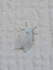 Pygarctia roseicapitis