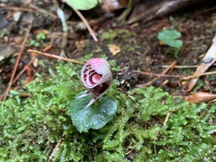 Corybas taliensis