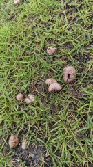 Lycoperdon dermoxanthum