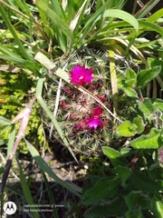 Mammillaria wiesingeri