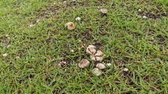 Lycoperdon dermoxanthum