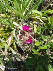 Mammillaria wiesingeri