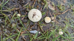 Lycoperdon dermoxanthum