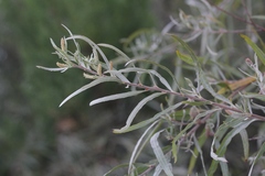 Salix exigua hindsiana