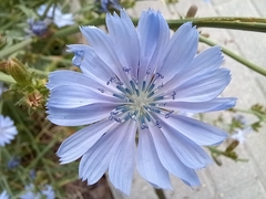 Cichorium intybus