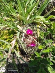 Mammillaria wiesingeri