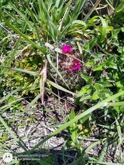 Mammillaria wiesingeri