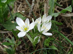 Ornithogalum umbellatum