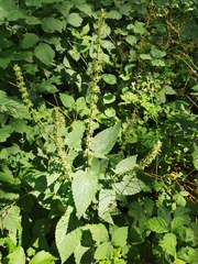 Stachys sylvatica
