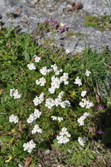 Achillea erba-rotta