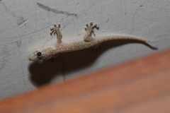 Gekkonidae