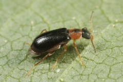 Attalus analis