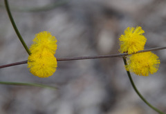 Acacia desertorum