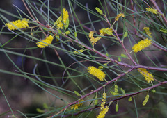 Acacia jibberdingensis
