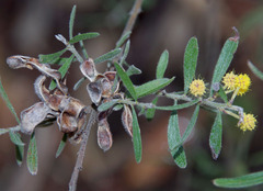 Acacia flavipila