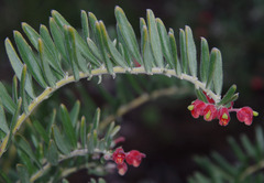 Grevillea saccata