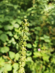 Stachys sylvatica