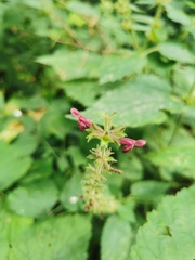 Stachys sylvatica