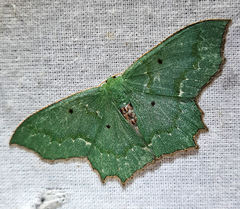 Episothalma robustaria