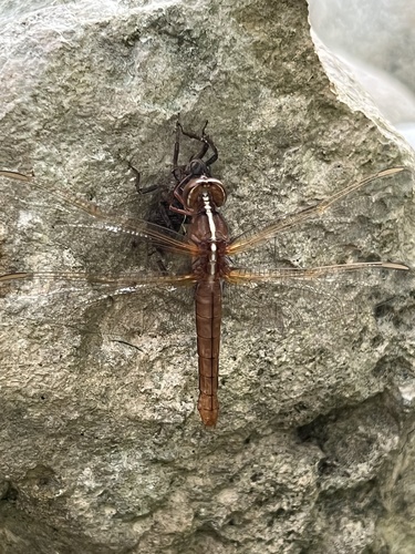 Neon Skimmer photo 3