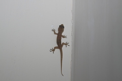 Gekkonidae