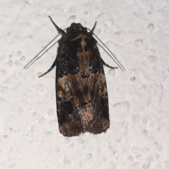 Hampsonodes