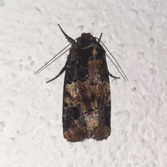 Hampsonodes
