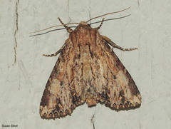 Apamea lignicolora
