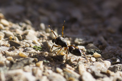 Leptorchestes berolinensis