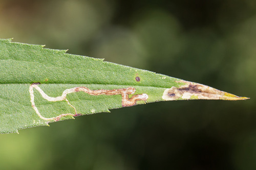 Calycomyza solidaginis photo 5