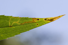 Calycomyza solidaginis