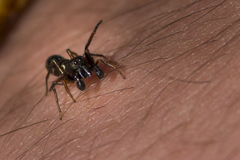 Leptorchestes berolinensis