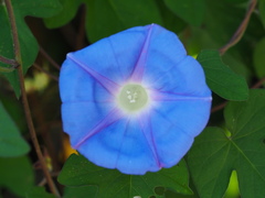 Ipomoea indica