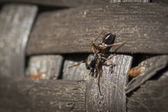 Leptorchestes berolinensis