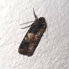 Hampsonodes