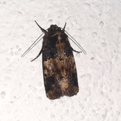 Hampsonodes