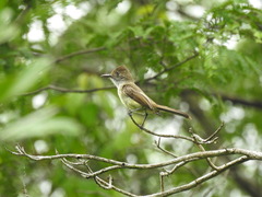 Myiarchus yucatanensis