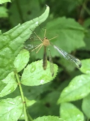 Hylobittacus apicalis