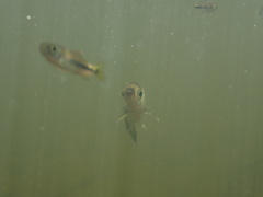 Hemiculter leucisculus