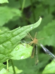 Hylobittacus apicalis